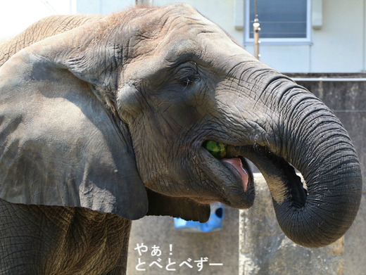 とべ動物園ブログ:やぁ!とべとべずー