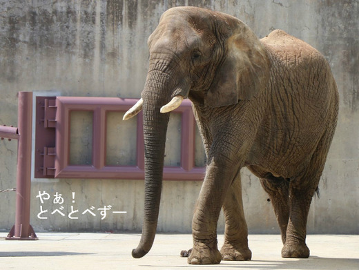 とべ動物園アフリカゾウ
