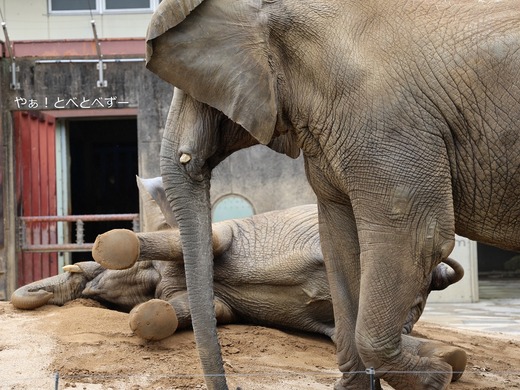 アフリカゾウの仲良し姉妹：媛、砥愛