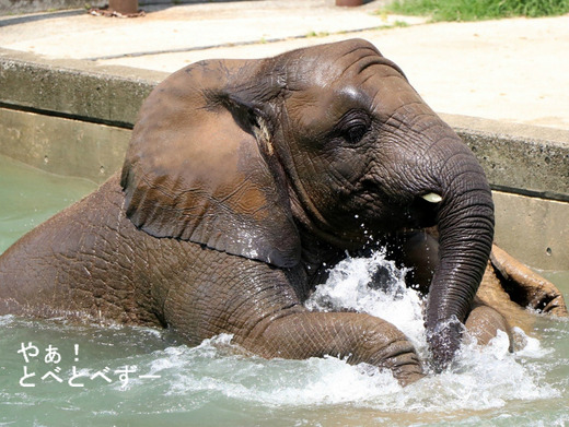 アフリカゾウ、アジアゾウ大好きブログ：やぁ！とべとべずー
