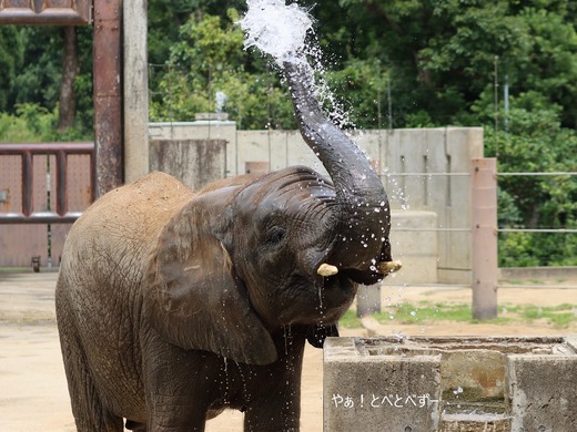 日本で唯一血縁関係のあるアフリカゾウの親子が暮らす愛媛とべ動物園