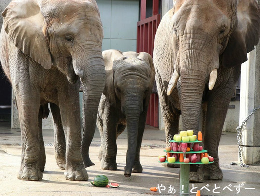とべ動物園アフリカゾウ
