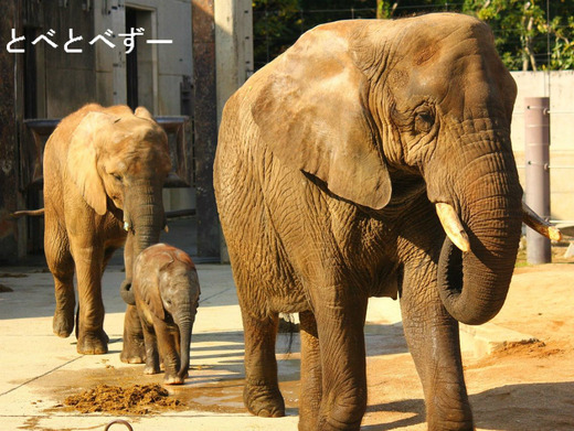 とべ動物園ゾウのファミリー（アフ、リカ、媛、砥愛）