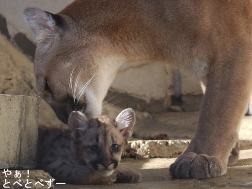 とべ動物園アフリカゾウのブログ：やぁ！とべとべずー