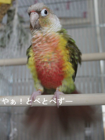 ホオミドリアカオウロコインコ（パイナップル）のブログ