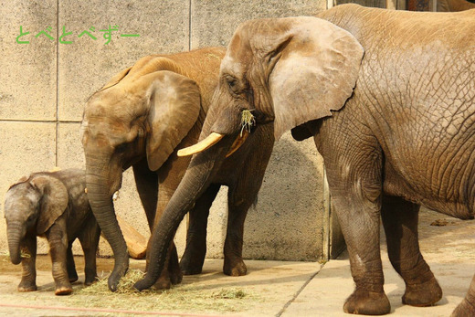 とべ動物園のアフリカゾウの親子