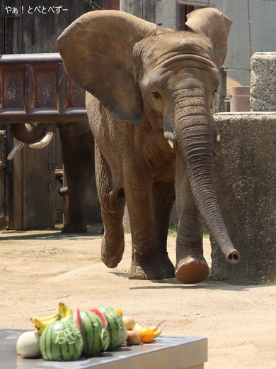 とべ動物園アフリカゾウ:砥愛ちゃん(メス、11歳)