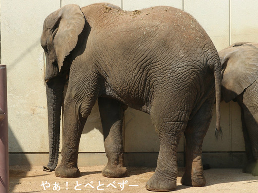 とべ動物園アフリカゾウ:媛ちゃん(2006.11.9生まれ)
