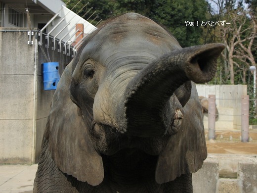とべ動物園アフリカゾウのブログ：やぁ！とべとべずー