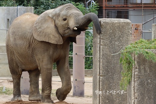 とべ動物園アフリカゾウ:砥愛ちゃん(メス、8歳)