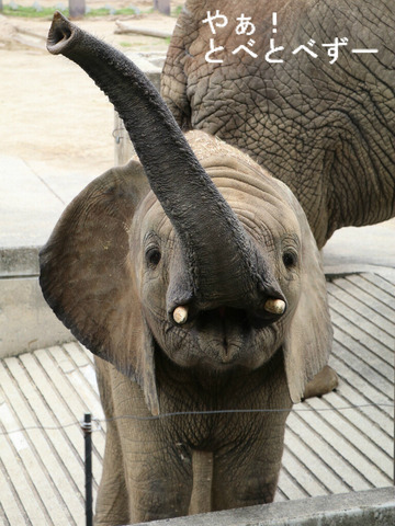 とべ動物園アフリカゾウ：砥愛ちゃん（メス、７歳）