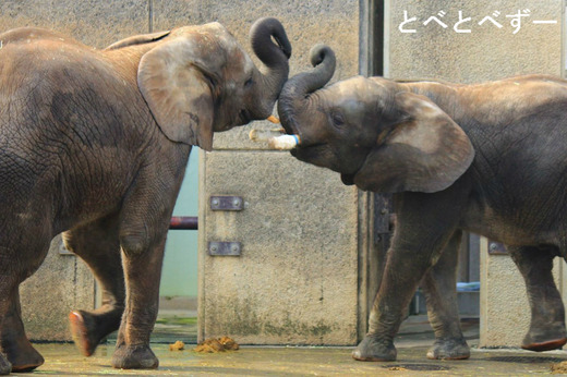 とべ動物園アフリカゾウのブログ：やぁ！とべとべずー