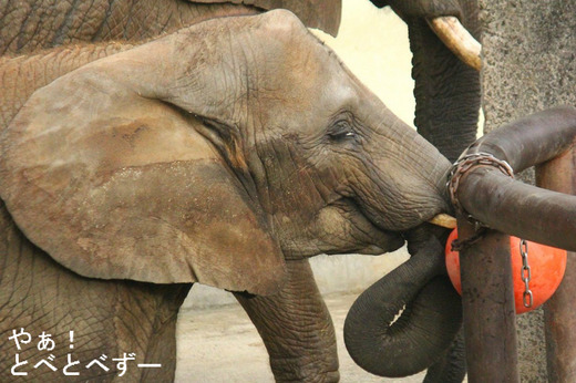 とべ動物園アフリカゾウ：媛ちゃん（メス、９歳）