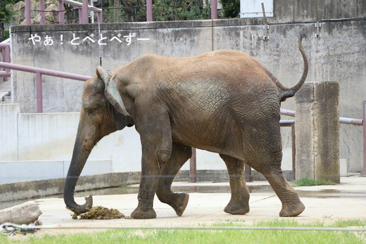 とべ動物園アフリカゾウ：アフ、リカ、媛、砥夢、砥愛