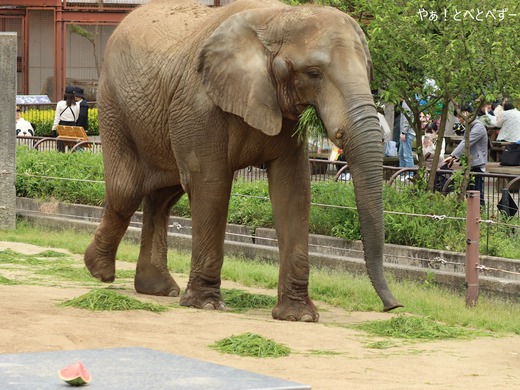とべ動物園アフリカゾウ:媛ちゃん(メス、17歳)