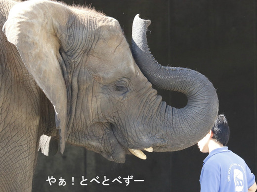 とべ動物園アフリカゾウ:媛ちゃん