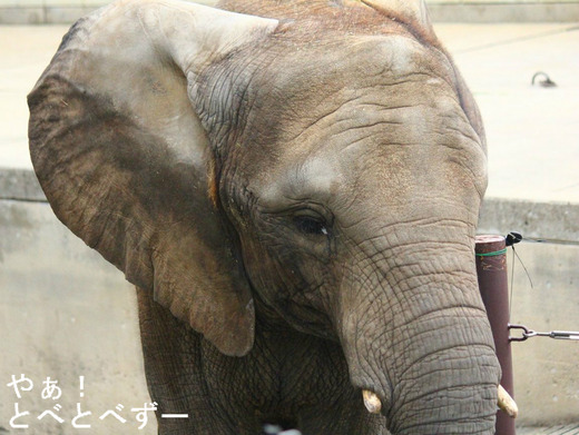 とべ動物園アフリカゾウのブログ：やぁ！とべとべずー