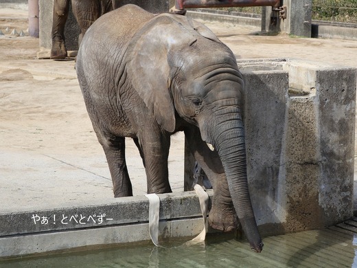 とべ動物園アフリカゾウのブログ：やぁ！とべとべずー