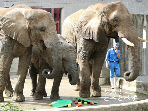 NHK「アフリカゾウの家族を作る」に登場の椎名さんと子供達