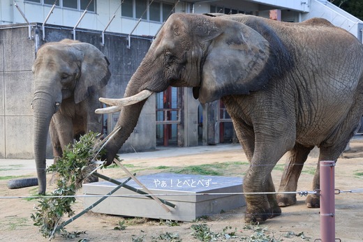 アフリカゾウ、アジアゾウ大好きブログ：やぁ！とべとべずー