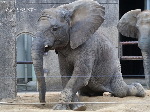 とべ動物園アフリカゾウ:砥愛ちゃん(メス、7歳)