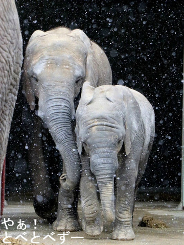 アフリカゾウ、アジアゾウ大好きブログ：やぁ！とべとべずー