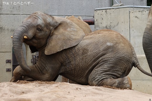 とべ動物園アフリカゾウ：砥愛ちゃん（メス、１１歳）