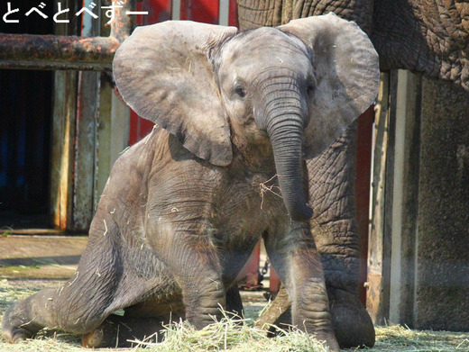 多摩動物園に婿入りした砥夢くんの妹:砥愛(とあ)
