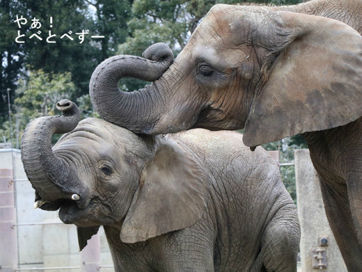 とべ動物園アフリカゾウ:アフ、リカ、砥夢、媛、砥愛
