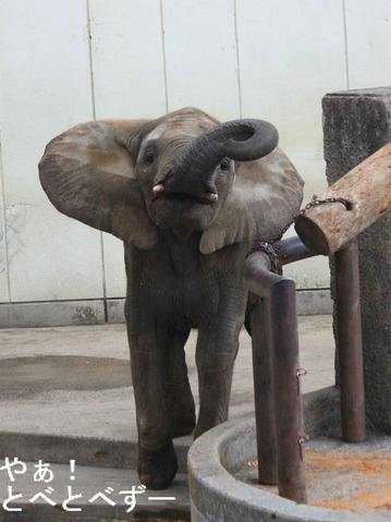 日本で唯一アフリカゾウの家族が暮らす愛媛県立とべ動物園