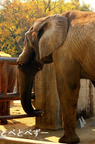 とべ動物園の紅葉：アフリカ象のアフ