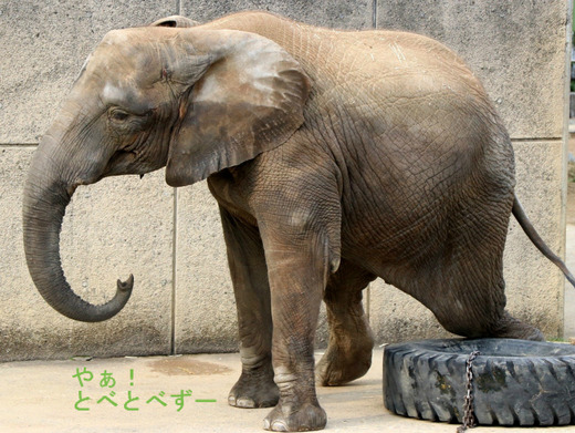 とべ動物園アフリカゾウのブログ：やぁ！とべとべずー