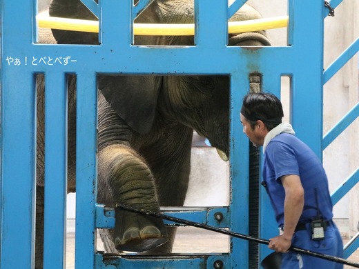 アフリカゾウの訓練の様子：愛媛県立とべ動物園