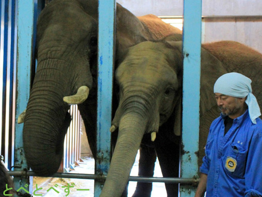 とべ動物園アフリカゾウ飼育員の椎名さんとリカさん、媛ちゃん