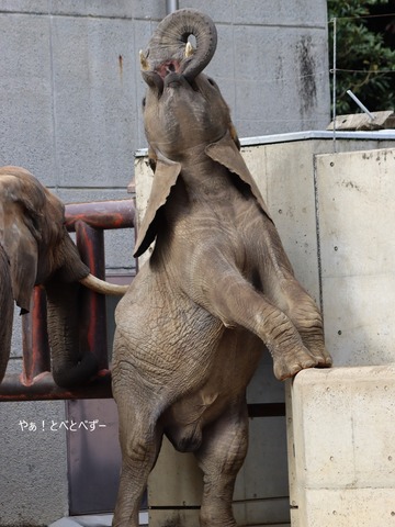 とべ動物園アフリカゾウ:砥愛ちゃん(メス、8歳)