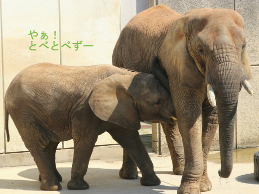 とべ動物園アフリカゾウのブログ：やぁ！とべとべずー