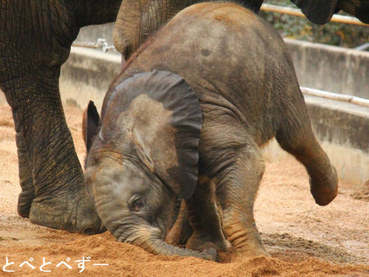 砂遊びするゾウの赤ちゃん