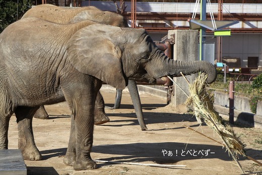日本で最年少のアフリカゾウの子ゾウの砥愛