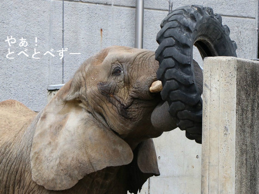 日本で唯一アフリカゾウの家族が見られる愛媛県立とべ動物園
