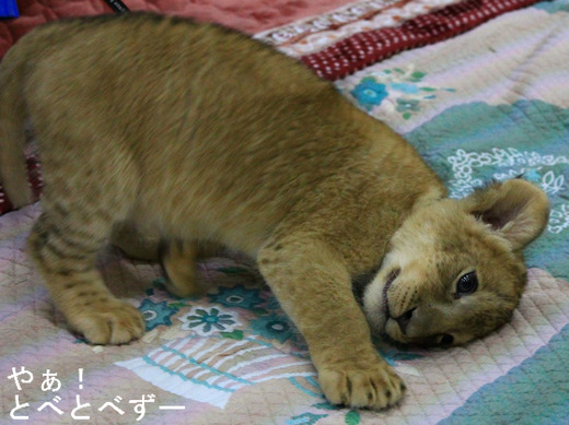 とべ動物園イベント情報：ライオンの赤ちゃん命名式(2015.4.4)