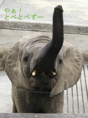 とべ動物園アフリカゾウの砥愛ちゃん