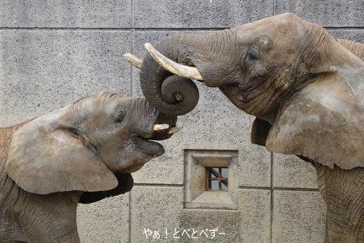 とべ動物園アフリカゾウ：砥愛ちゃん（メス、７歳）