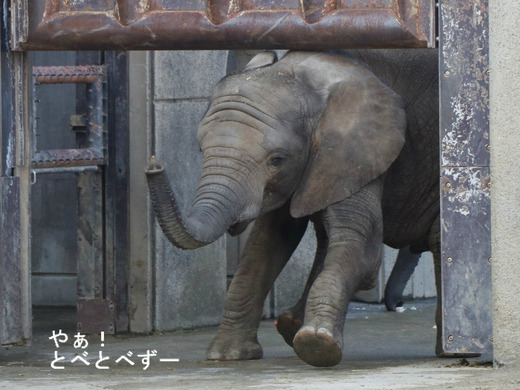 とべ動物園アフリカゾウ：砥愛ちゃん（メス、６歳）