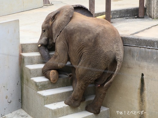 階段を登る砥愛ちゃん