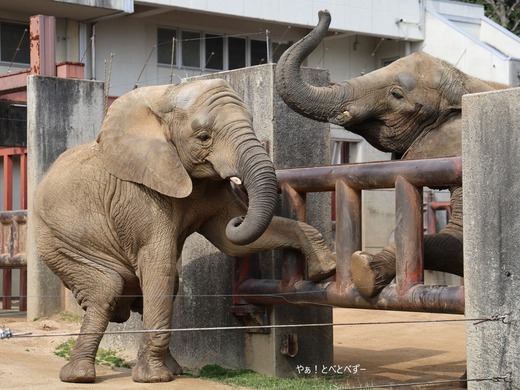 とべ動物園アフリカゾウ：砥愛（メス、１２歳）