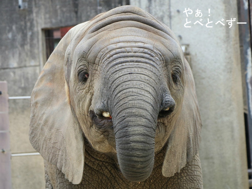 とべ動物園ブログ：砥愛、ティア、ピース、タフ