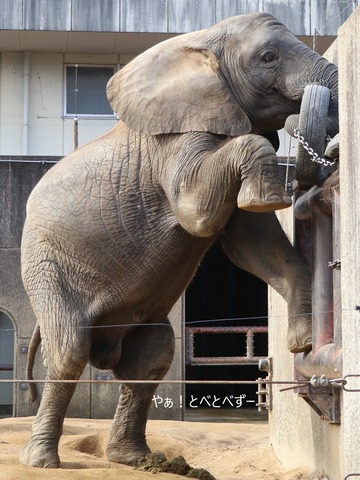 アフリカゾウのお転婆娘:砥愛ちゃん(愛媛とべ動物園)