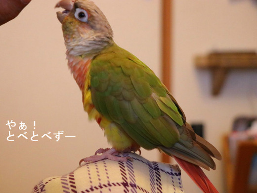 月刊『もみじ』17号発売！