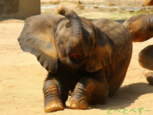 とべ動物園のアフリカゾウの親子：媛（長女）、砥愛（次女）