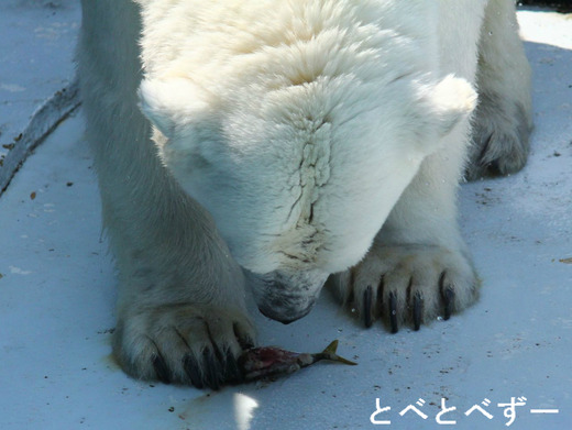 とべ動物園アフリカゾウ＆しろくまピースのブログ